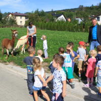 Zdjęcie ilustracyjne wiadomości: Alpakoterapia – przedszkole „Bajkowa Kraina” wprowadza nowe zajęcia specjalistyczne dla dzieci #3