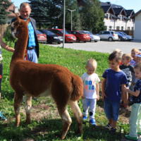 Zdjęcie ilustracyjne wiadomości: Alpakoterapia – przedszkole „Bajkowa Kraina” wprowadza nowe zajęcia specjalistyczne dla dzieci #7