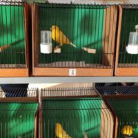 Zdjęcie ilustracyjne wiadomości: Wystawa ptaków egzotycznych w Szkole Podstawowej w Biczycach #1