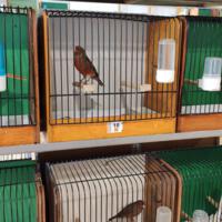 Zdjęcie ilustracyjne wiadomości: Wystawa ptaków egzotycznych w Szkole Podstawowej w Biczycach #3