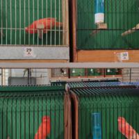 Zdjęcie ilustracyjne wiadomości: Wystawa ptaków egzotycznych w Szkole Podstawowej w Biczycach #5