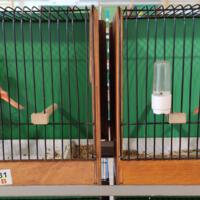 Zdjęcie ilustracyjne wiadomości: Wystawa ptaków egzotycznych w Szkole Podstawowej w Biczycach #6