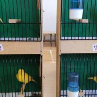 Zdjęcie ilustracyjne wiadomości: Wystawa ptaków egzotycznych w Szkole Podstawowej w Biczycach #17