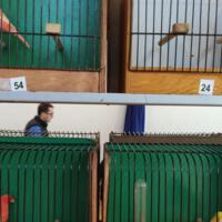 Zdjęcie ilustracyjne wiadomości: Wystawa ptaków egzotycznych w Szkole Podstawowej w Biczycach #18