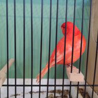 Zdjęcie ilustracyjne wiadomości: Wystawa ptaków egzotycznych w Szkole Podstawowej w Biczycach #21