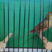 Zdjęcie ilustracyjne wiadomości: Wystawa ptaków egzotycznych w Szkole Podstawowej w Biczycach #22