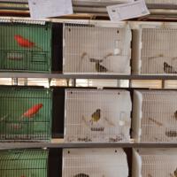 Zdjęcie ilustracyjne wiadomości: Wystawa ptaków egzotycznych w Szkole Podstawowej w Biczycach #24