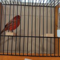 Zdjęcie ilustracyjne wiadomości: Wystawa ptaków egzotycznych w Szkole Podstawowej w Biczycach #25