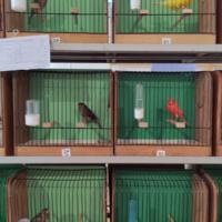 Zdjęcie ilustracyjne wiadomości: Wystawa ptaków egzotycznych w Szkole Podstawowej w Biczycach #27