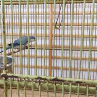 Zdjęcie ilustracyjne wiadomości: Wystawa ptaków egzotycznych w Szkole Podstawowej w Biczycach #33