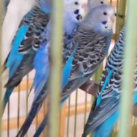 Zdjęcie ilustracyjne wiadomości: Wystawa ptaków egzotycznych w Szkole Podstawowej w Biczycach #41