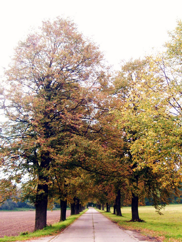 Betonowa alejka otoczona po obu stronach szaplerem drzew, za drzewami po obu stronach pola