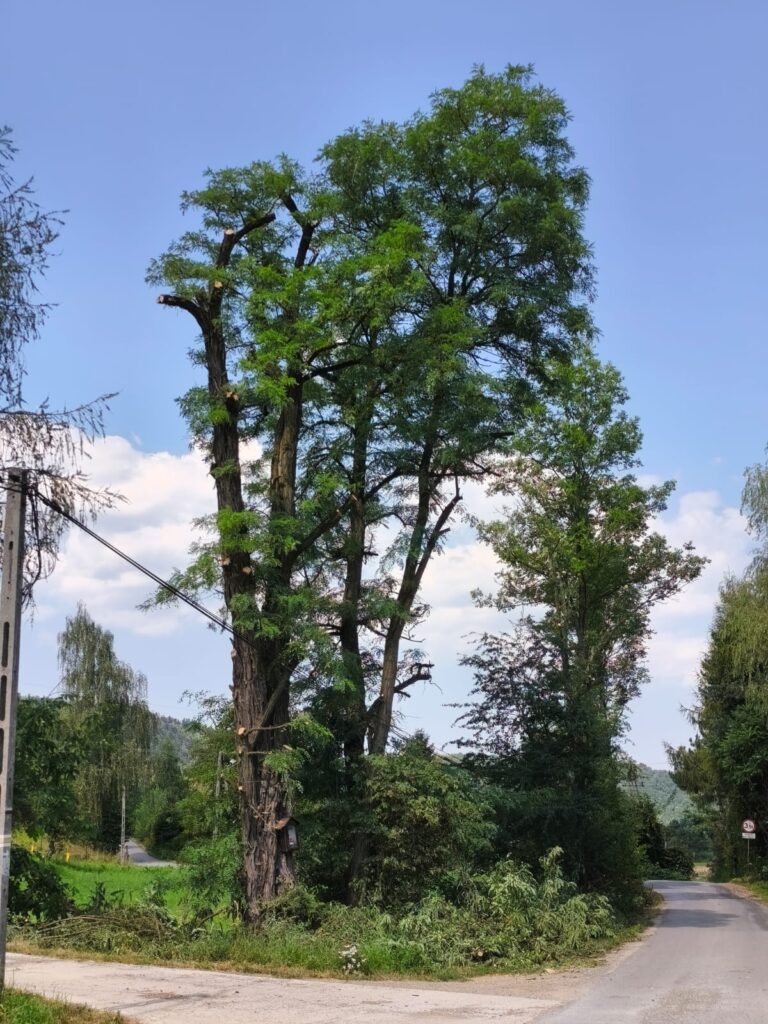 Bezpieczeństwo i estetyka - usuwanie posuszu z drzew