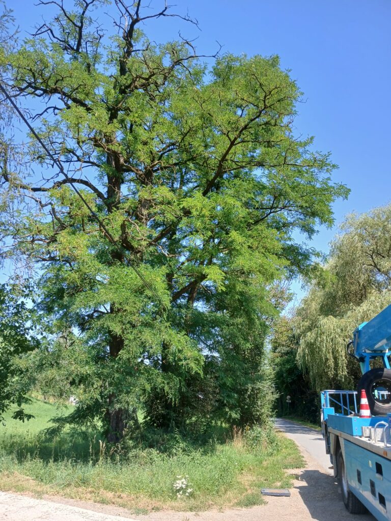 Bezpieczeństwo i estetyka - usuwanie posuszu z drzew